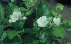 jasminum sambac