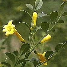 jasminum fruticans