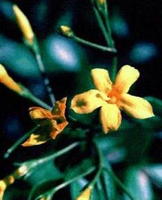jasminum floridum