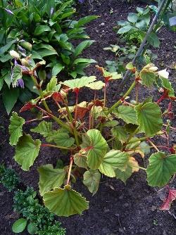 begonia grandis alba