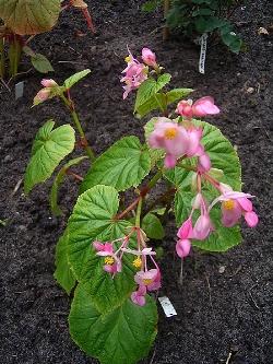 begonia sinensis