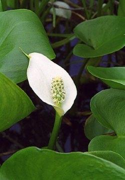 calla di palude