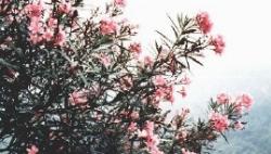 oleander