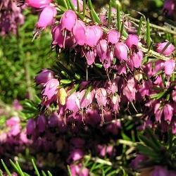 erica carnea