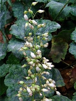 heuchera americana