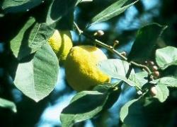 Particolare di un ramo con presenza di fiori frutti e boccioli