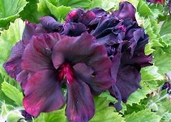 pelargonium lord bute