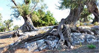 Me cunti nnu cuntu? Gli olivi e le persone del Salento