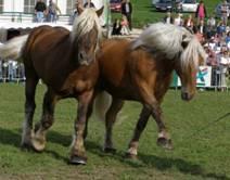 Gladiatore di Verona: il 12enne di Oristano Emanuele Lampis