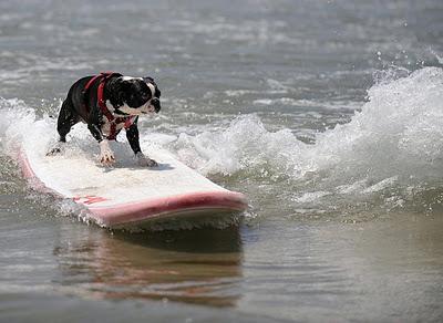 SURF DOG