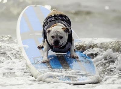 SURF DOG