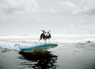 SURF DOG