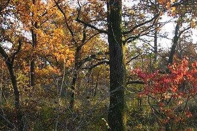 Esperimenti #1, la Festa dell'Albero e la Gratitudine.