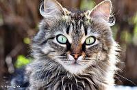 Phishing ticinese verso i docenti