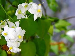 Solea, la mia Solanum jasminoides