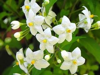 Solea, la mia Solanum jasminoides