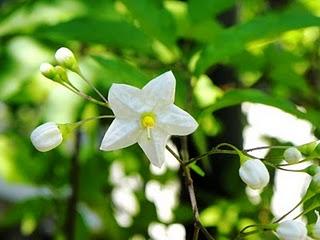 Solea, la mia Solanum jasminoides