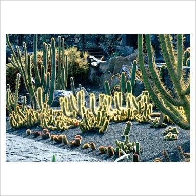 Jardìn de Cactus, Lanzarote.