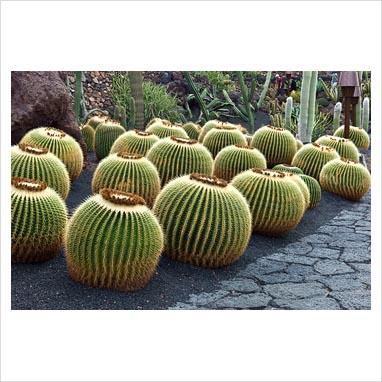 Jardìn de Cactus, Lanzarote.