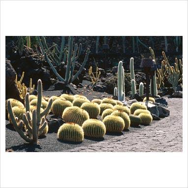 Jardìn de Cactus, Lanzarote.