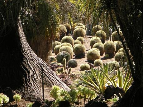 Jardìn de Cactus, Lanzarote.