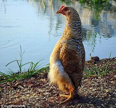 NON SONO UNA GALLINA CA**O ... SONO UN PINGUINO !!!