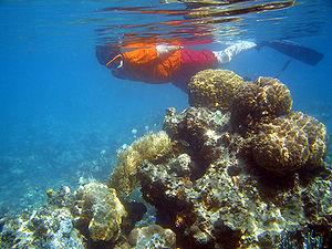 facendo snorkeling a fiji