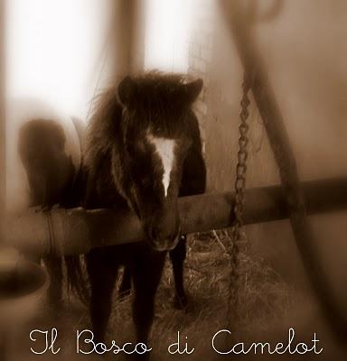 ♥ DUE CUORI E UN CERVELLO, FANNO L'UOMO E IL CAVALLO  ♥