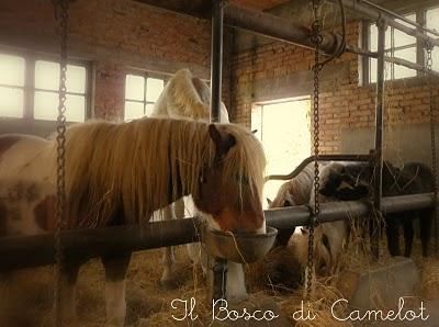 ♥ DUE CUORI E UN CERVELLO, FANNO L'UOMO E IL CAVALLO  ♥