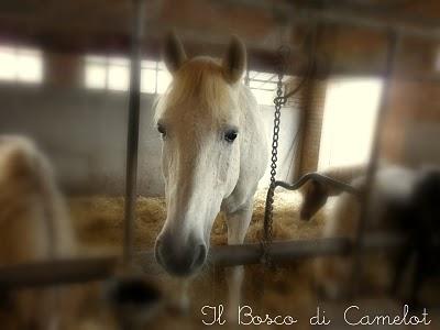 ♥ DUE CUORI E UN CERVELLO, FANNO L'UOMO E IL CAVALLO  ♥