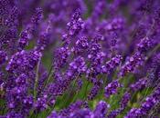 Fresco profumo lavanda