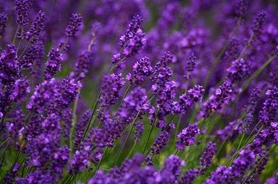 FRESCO PROFUMO DI LAVANDA