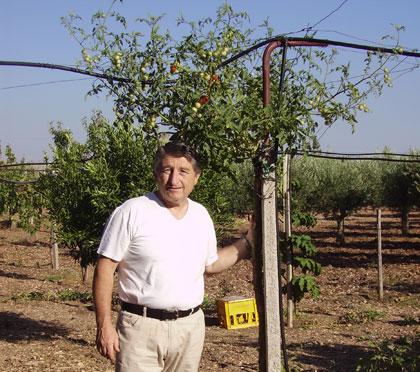 Solanum torvum, un'altra (ottima) esperienza di un lettore