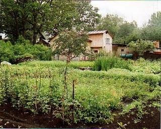 Gli odori del bosco dopo la pioggia