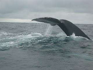 Nel grigio del mare