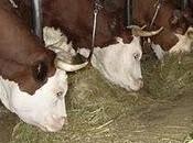 L'aria delle stalle bene alla salute