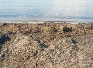 Dalla spiaggia ai campi la Posidonia si trasforma da rifiuto in risorsa