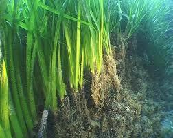 Dalla spiaggia ai campi la Posidonia si trasforma da rifiuto in risorsa