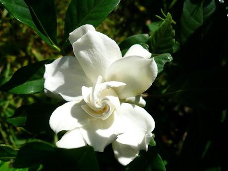 gardenia jasminoides