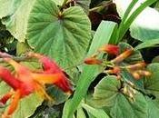 Crocosmia Begonia evansiana