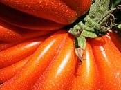 crostata datterini capo tribù