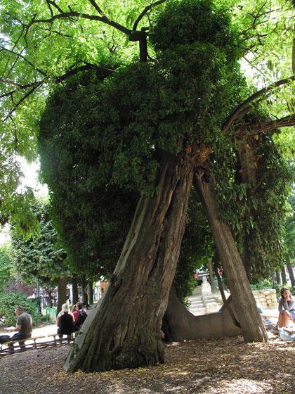 La Robinia pseudoacacia di Square René Viviani