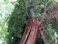 La Robinia pseudoacacia di square viviani a Parigi 3