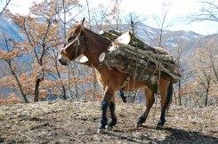 Asini rivalutati, non volano, ma aiutano!