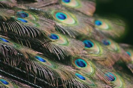 The Peacock Dress