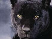 C'era volta Bagheera