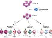 Cellule staminali: stato dell'arte Scientific American)