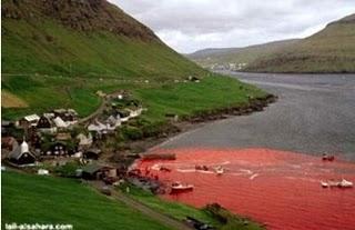 Giornata Mondiale dell'Ambiente: dopo il disastro del Golfo del Messico, il massacro alle Isole Faroe