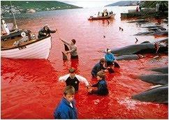 Giornata Mondiale dell'Ambiente: dopo il disastro del Golfo del Messico, il massacro alle Isole Faroe