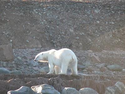 Aumenta il rischio di estinzione di molti animali, l’orso bianco e la foca nelle zone Artiche